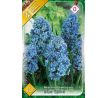 Muscari Armeniacum - Blue Spike / 10ks v balení