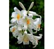 Lilium Candidum